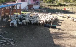 Şehir hayatını bırakıp köye yerleşti: Devlet desteği ile gelirini üç katına çıkardı