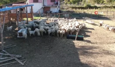 Şehir hayatını bırakıp köye yerleşti: Devlet desteği ile gelirini üç katına çıkardı