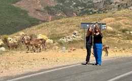 Tunceli’de Yaban Hayvanları İle İlgili Uyarı