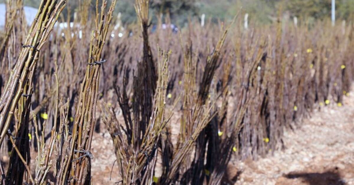 Muğla Büyükşehir Belediyesi’nden “Her Kapıda Bir Fidan” projesi