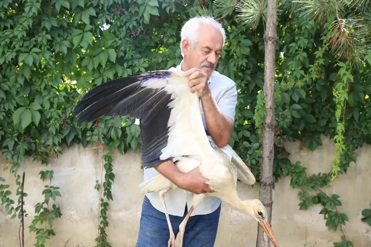 Yaralı Leylek Yavrusuna İlk Tedavi